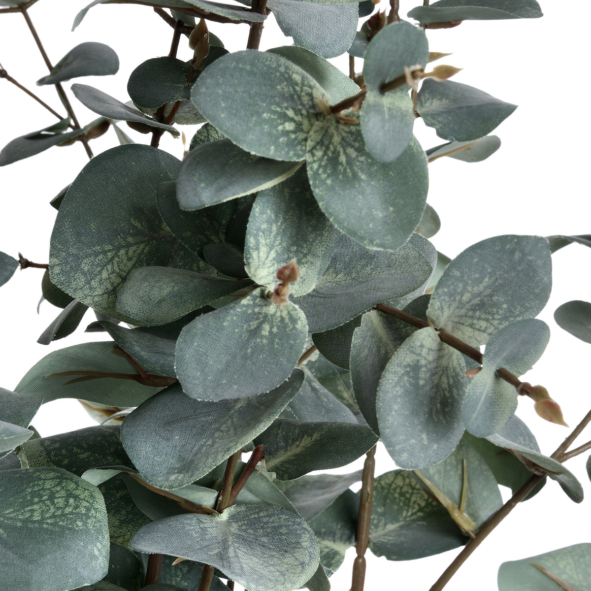 Variegated Eucalyptus by Hill Interiors - image 5