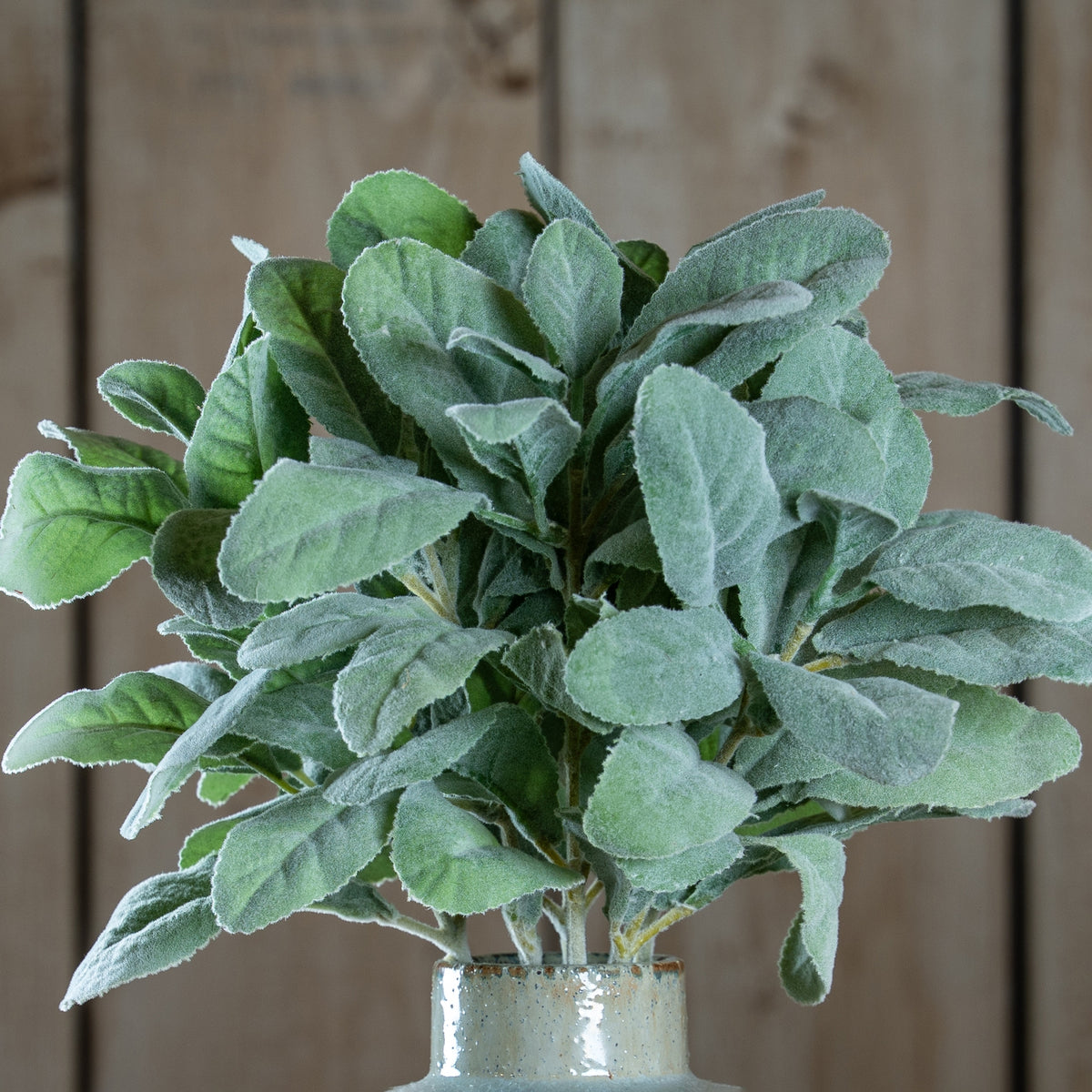 Lambs Ear Spray by Hill Interiors
