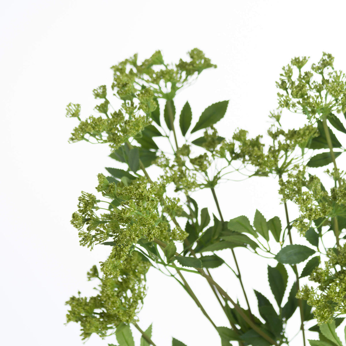 Faux Cow Parsley Ammi by Hill Interiors - image 5