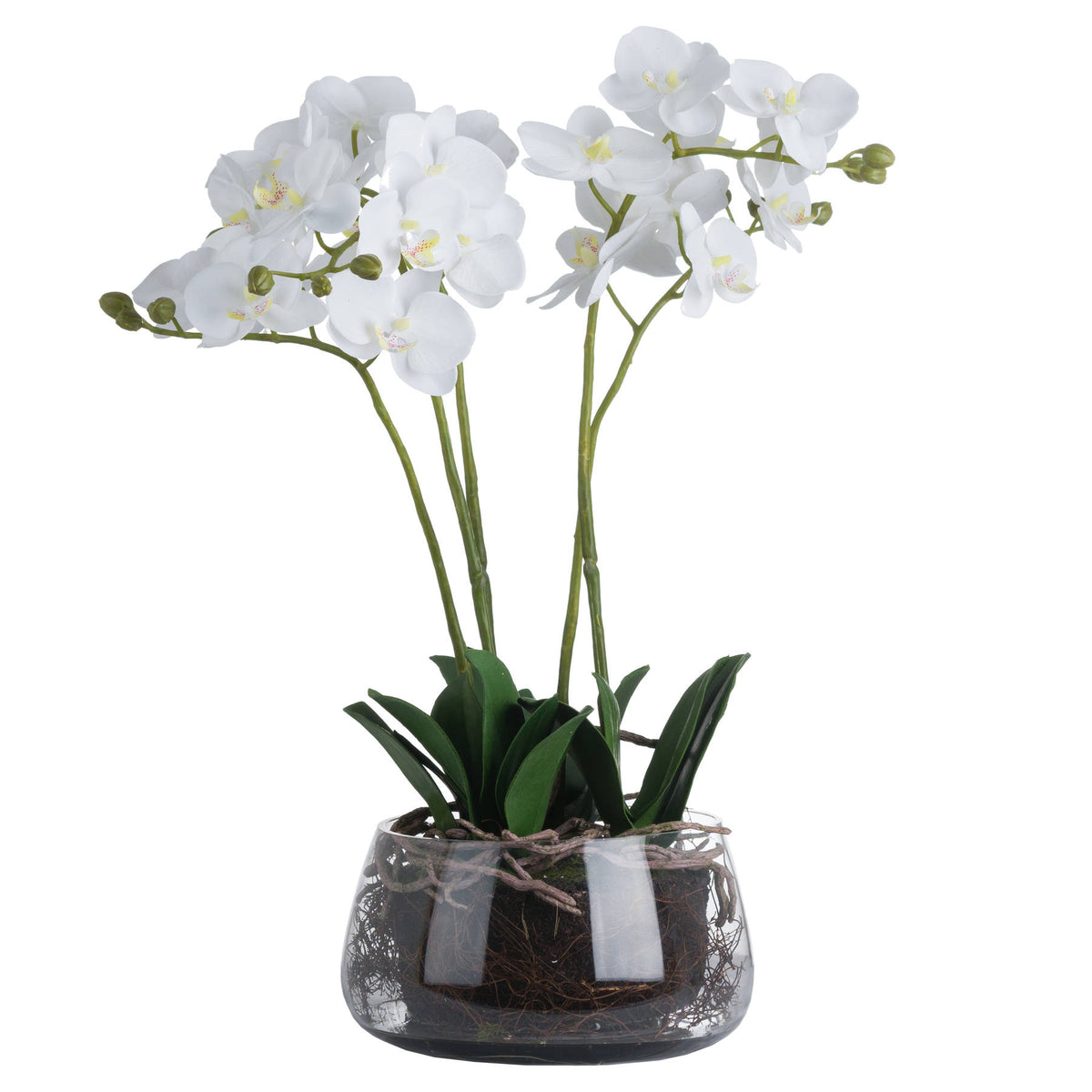 White Orchid In Glass Pot by Hill Interiors - image 2