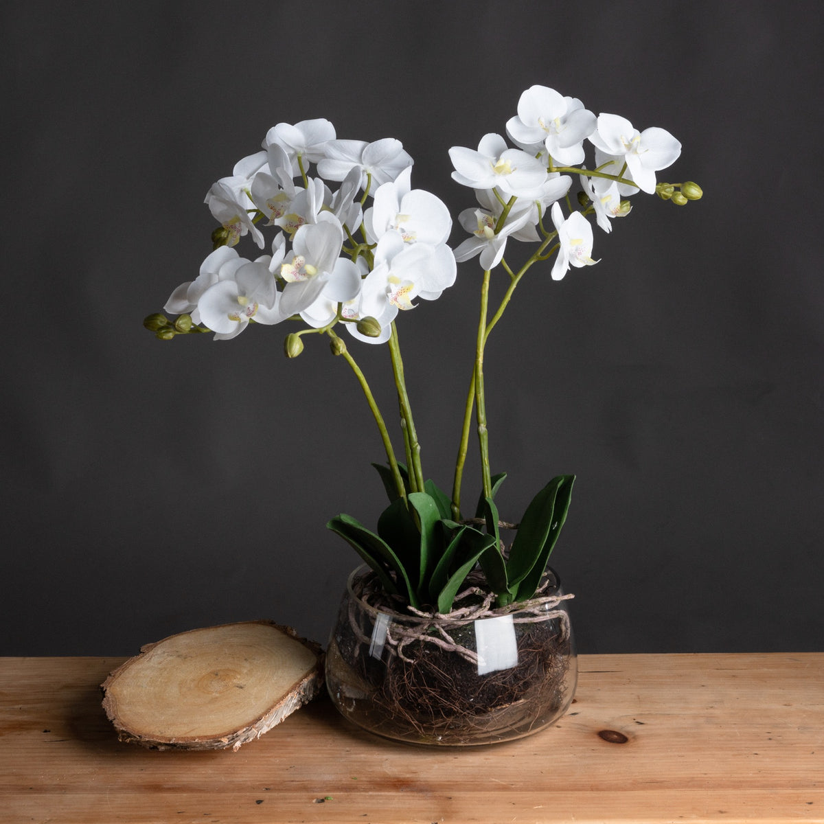 White Orchid In Glass Pot by Hill Interiors