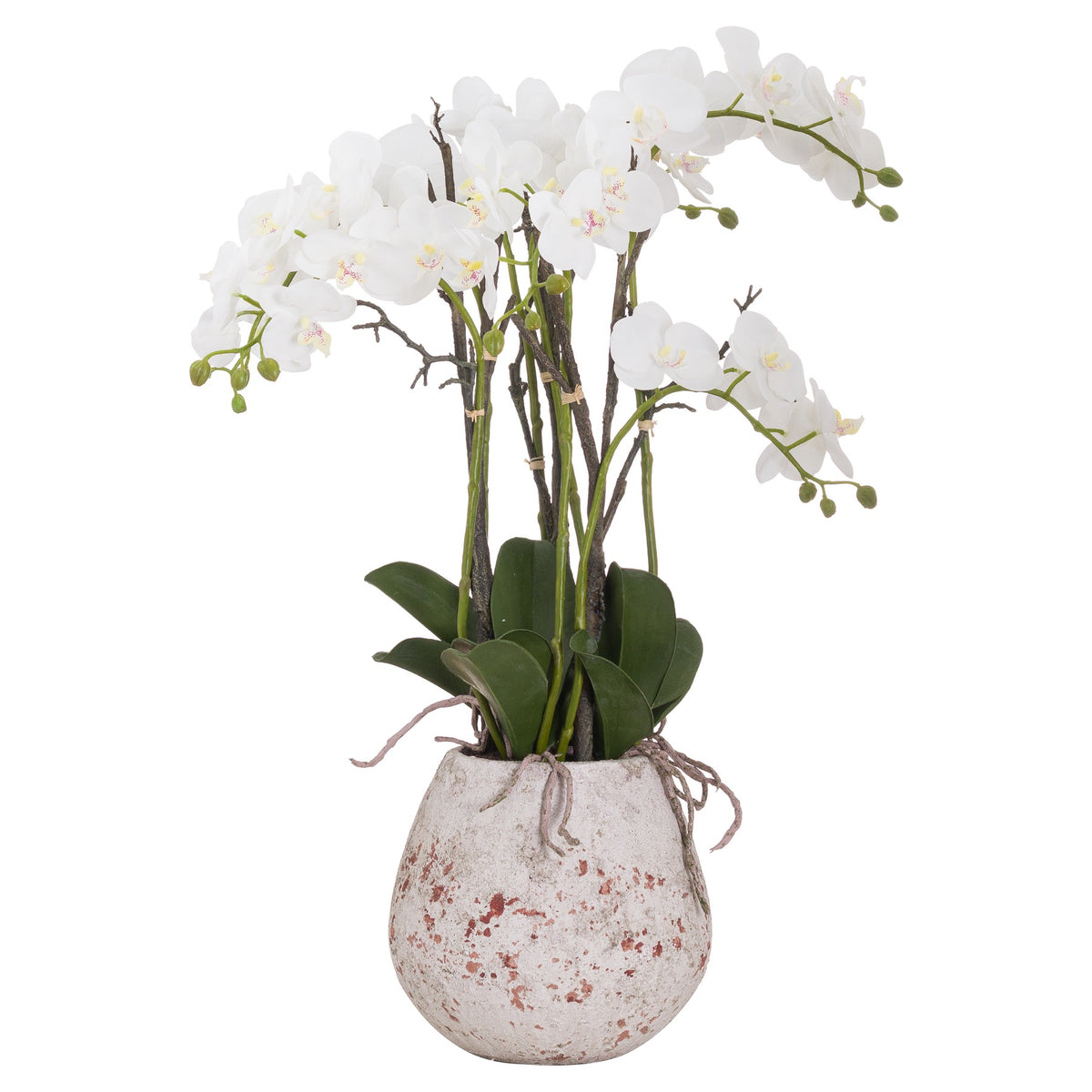 Large Stone Potted Orchid With Roots by Hill Interiors