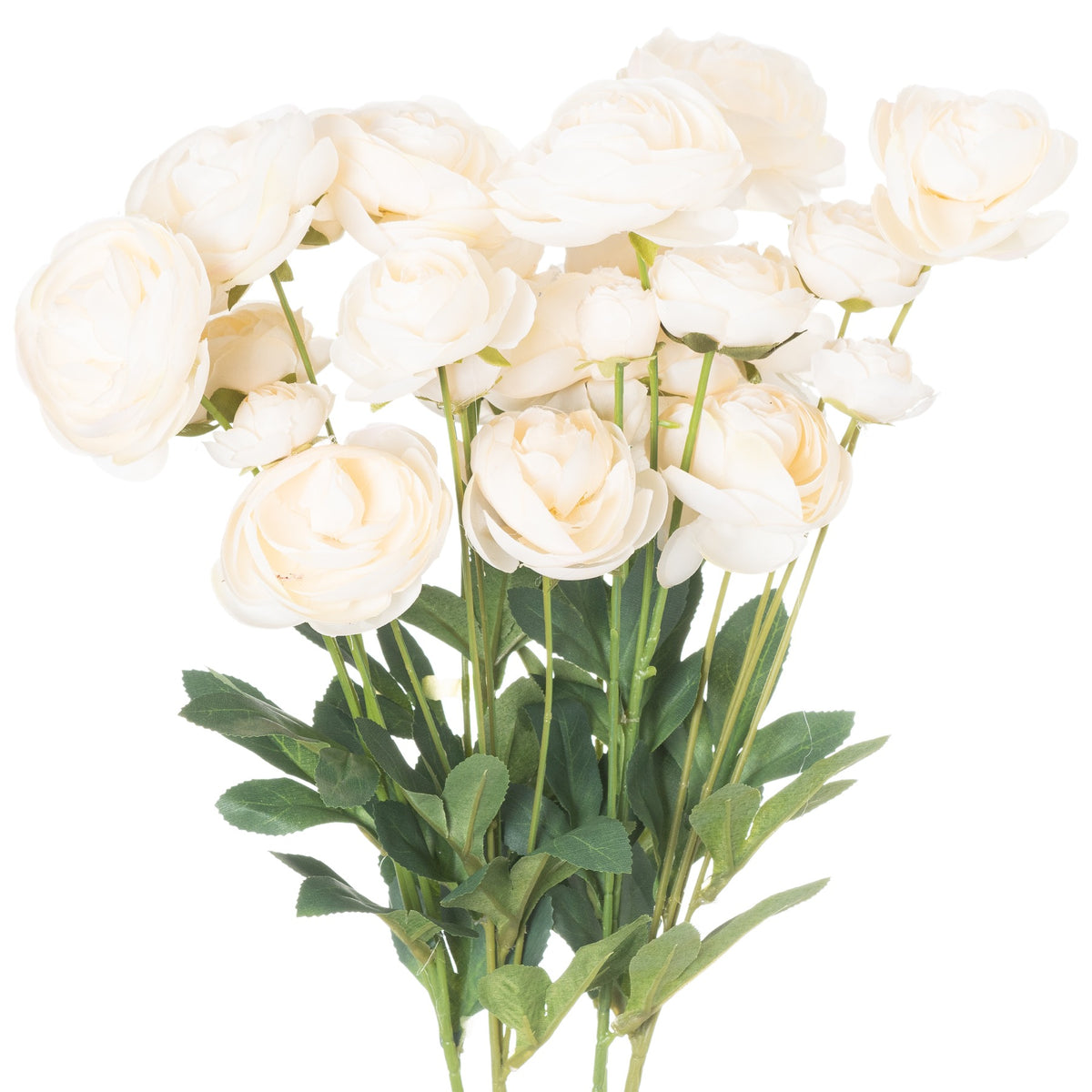 Cream Ranunculus by Hill Interiors