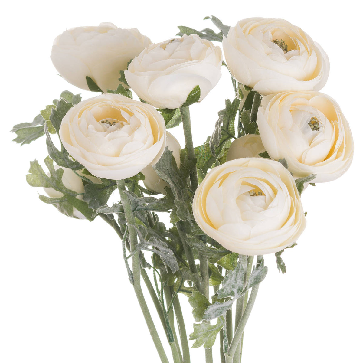 Soft Cream Ranunculus by Hill Interiors