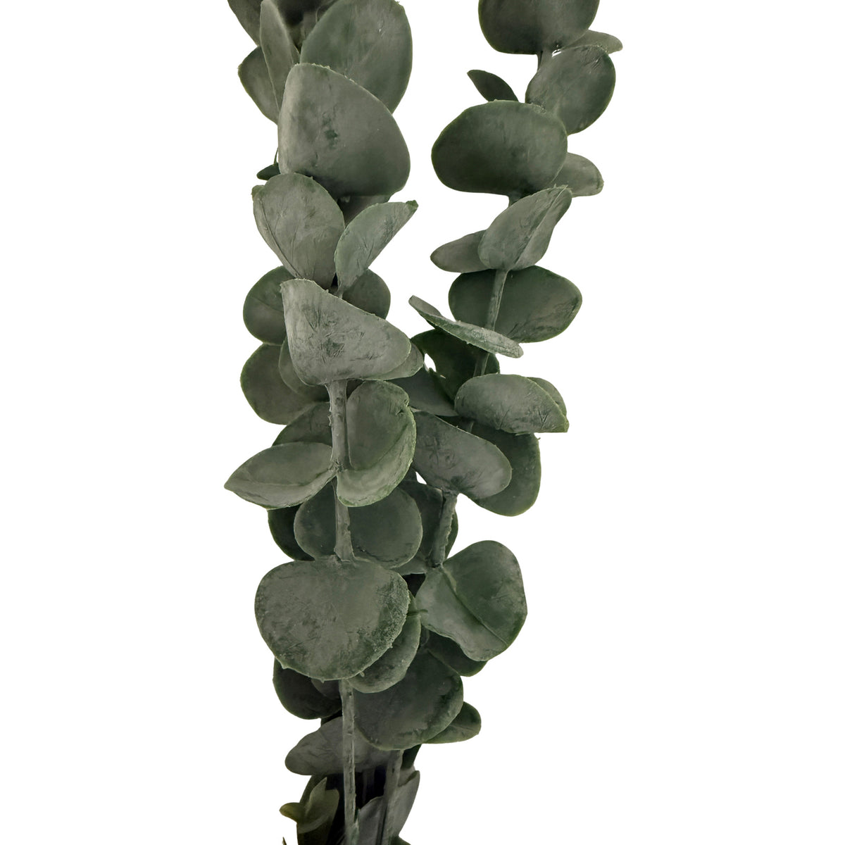 Silver Dollar Eucalyptus by Hill Interiors - image 2
