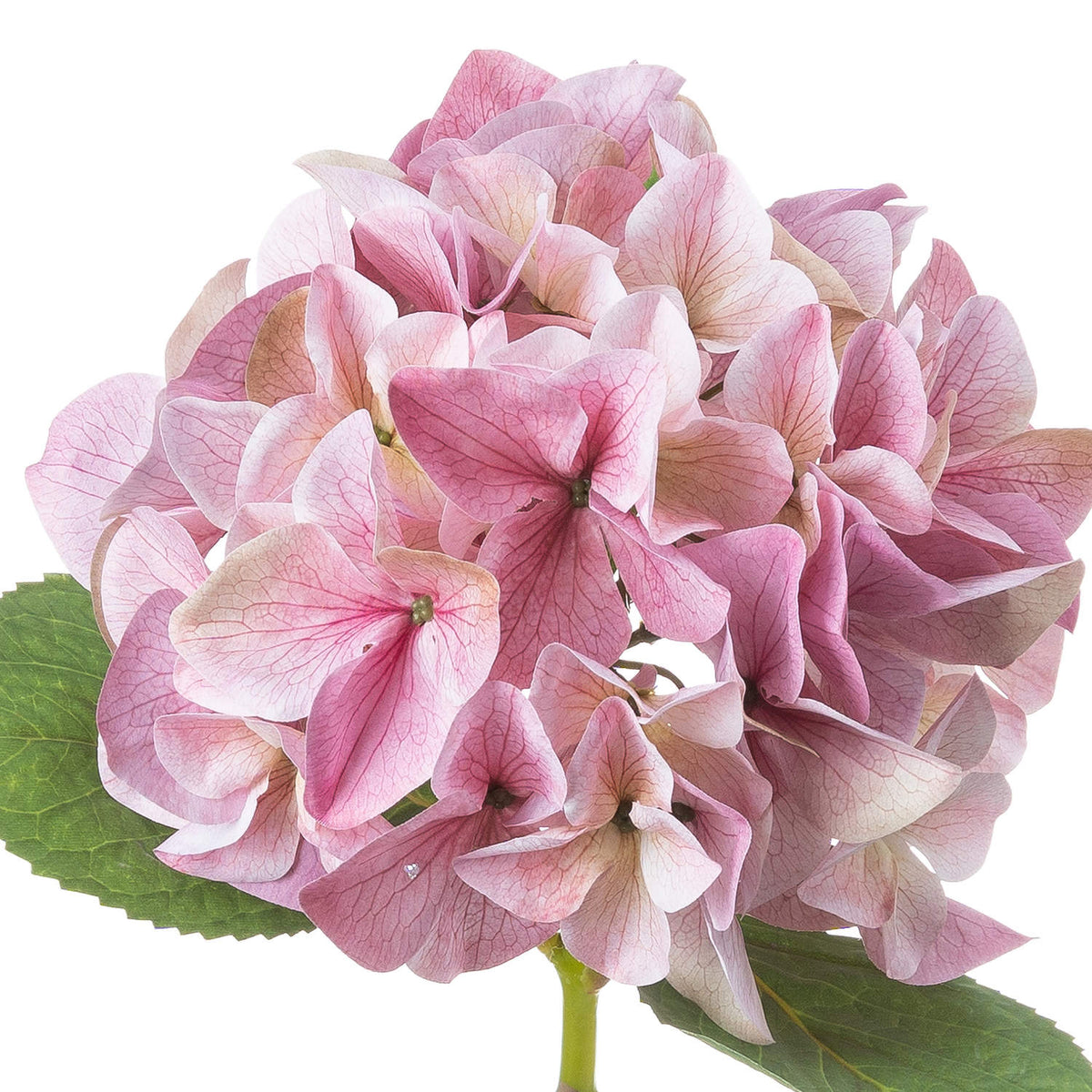 Shabby Pink Single Hydrangea by Hill Interiors - image 3