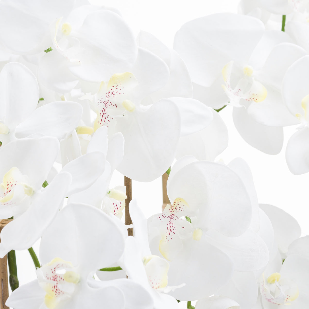 Large White Tall Orchid In Glass Pot by Hill Interiors - image 2