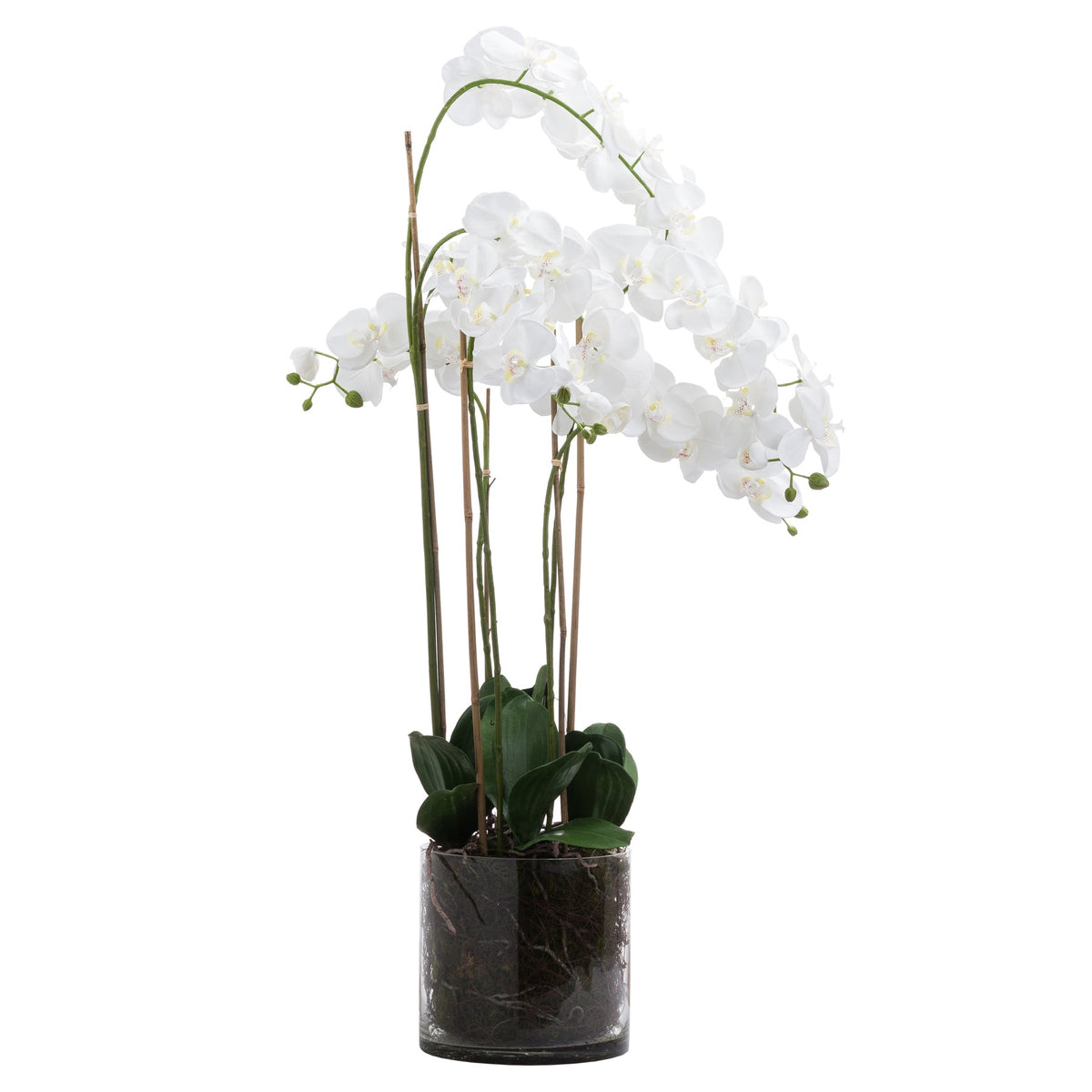 Large White Tall Orchid In Glass Pot by Hill Interiors