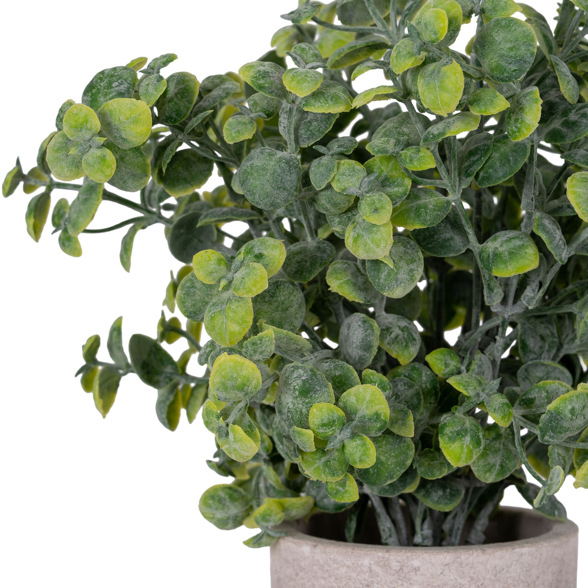 Eucalyptus Plant In Stone Effect Pot by Hill Interiors - image 2