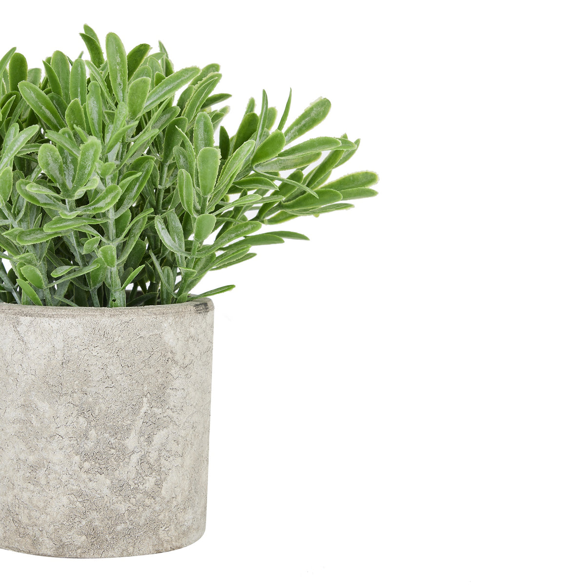 Buxus Plant In Stone Effect Pot by Hill Interiors - image 2