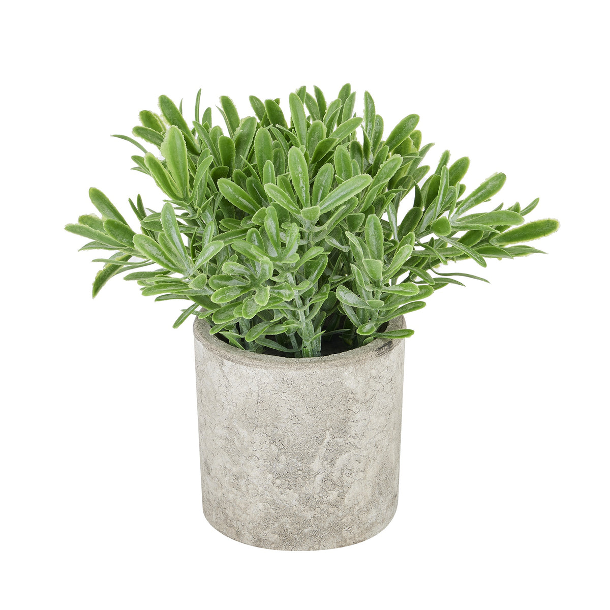 Buxus Plant In Stone Effect Pot by Hill Interiors