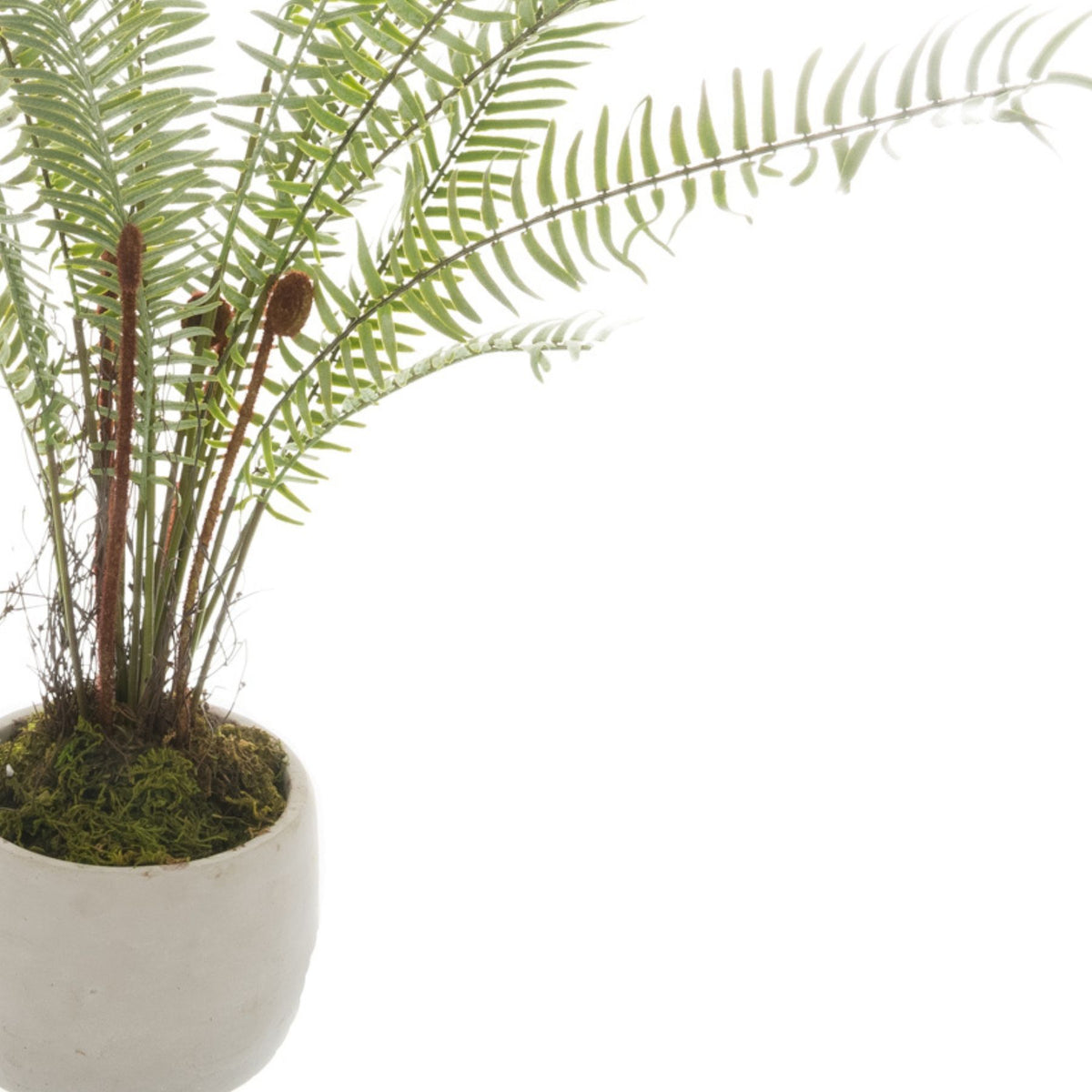 White Potted Boston Fern by Hill Interiors - image 2