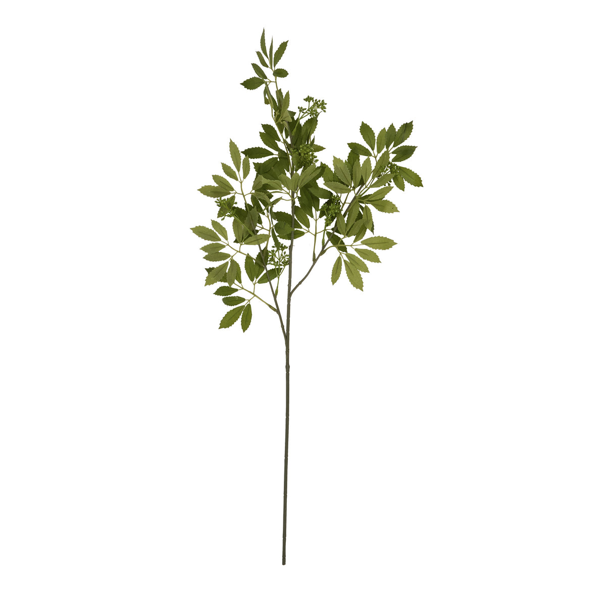 Long Fennel Stem by SEDERVA - image 4