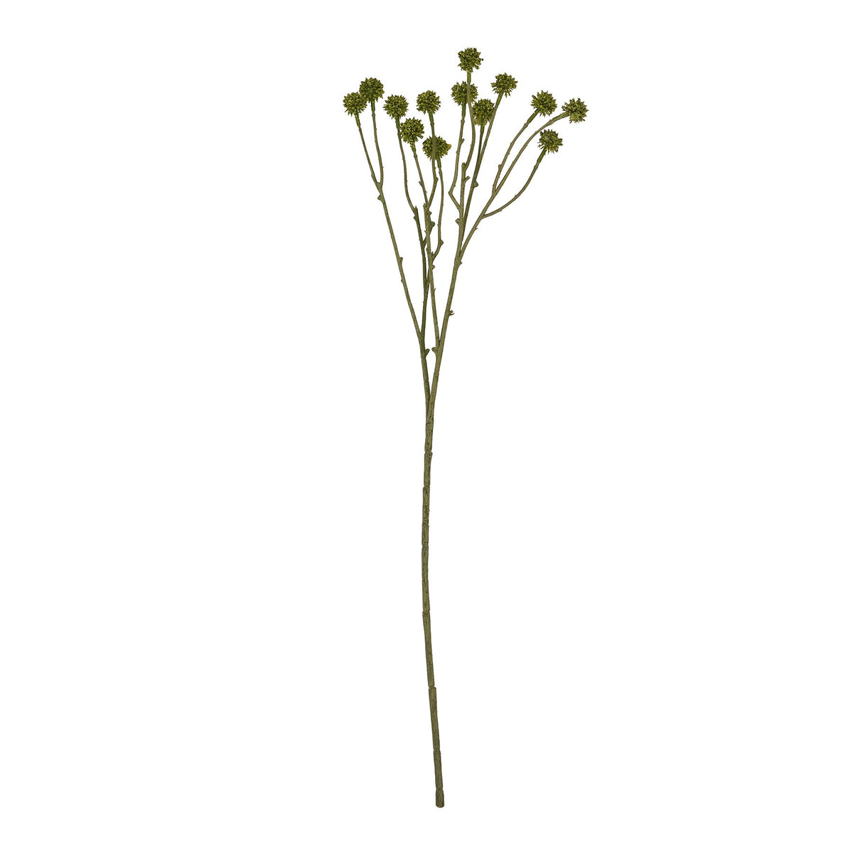 Green Craspedia Stem by Hill Interiors - image 4