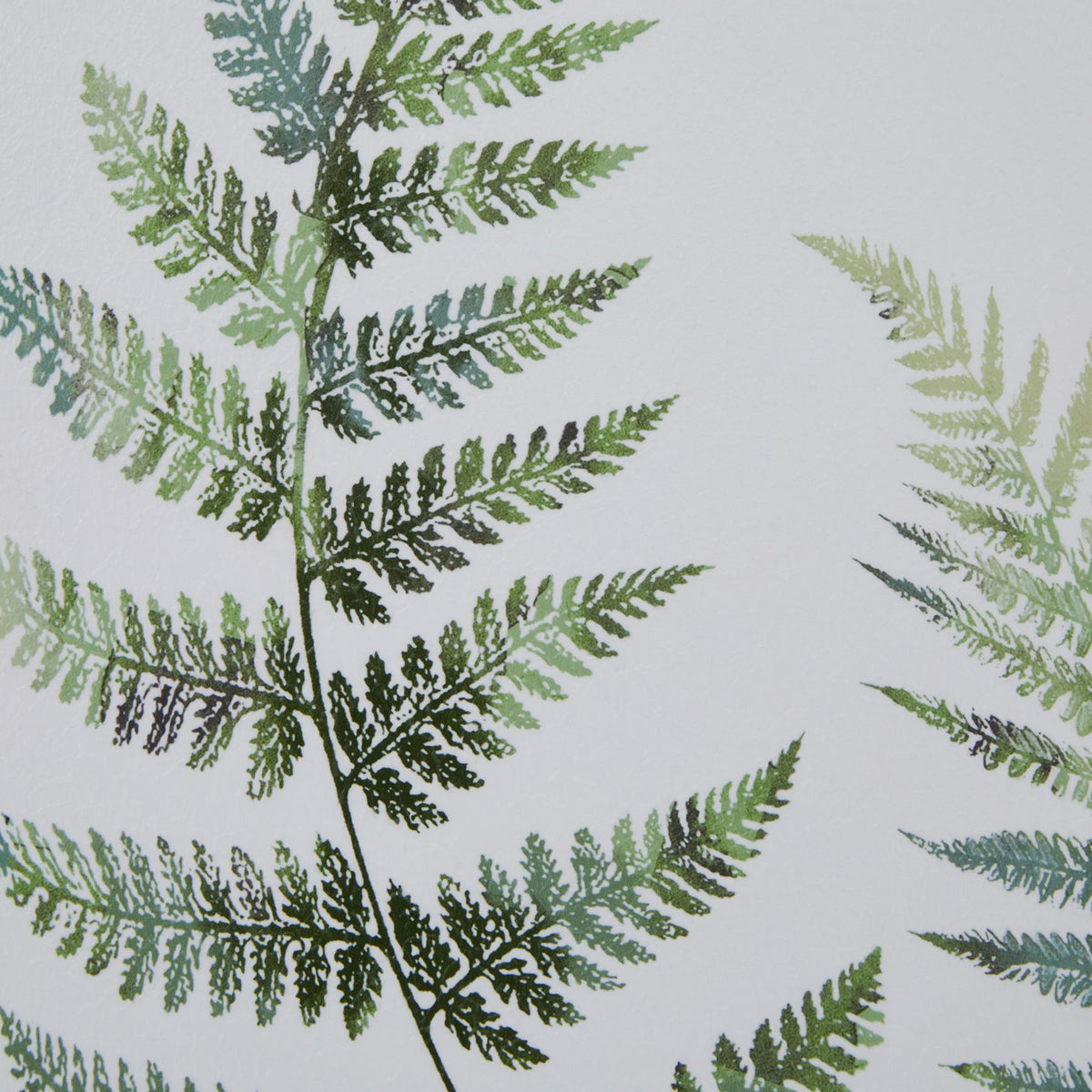 Watercolour Fern Duo In Washed Wood Frame by Hill Interiors - image 3