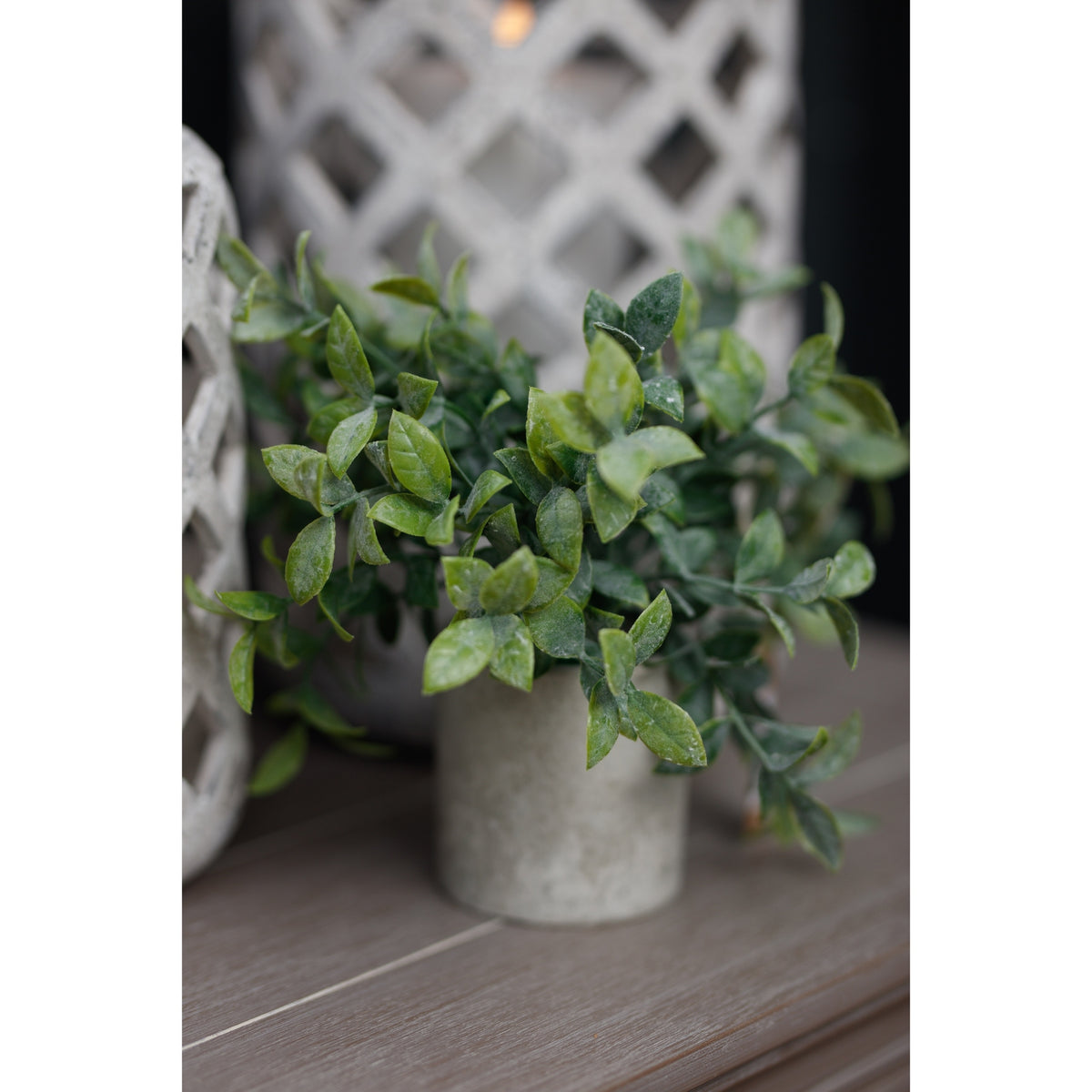 Small Box Plant In Grey Pot by Hill Interiors - image 3