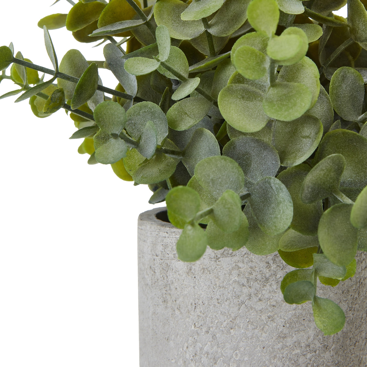 Small Button Eucalyptus Plant In Grey Pot by Hill Interiors - image 2
