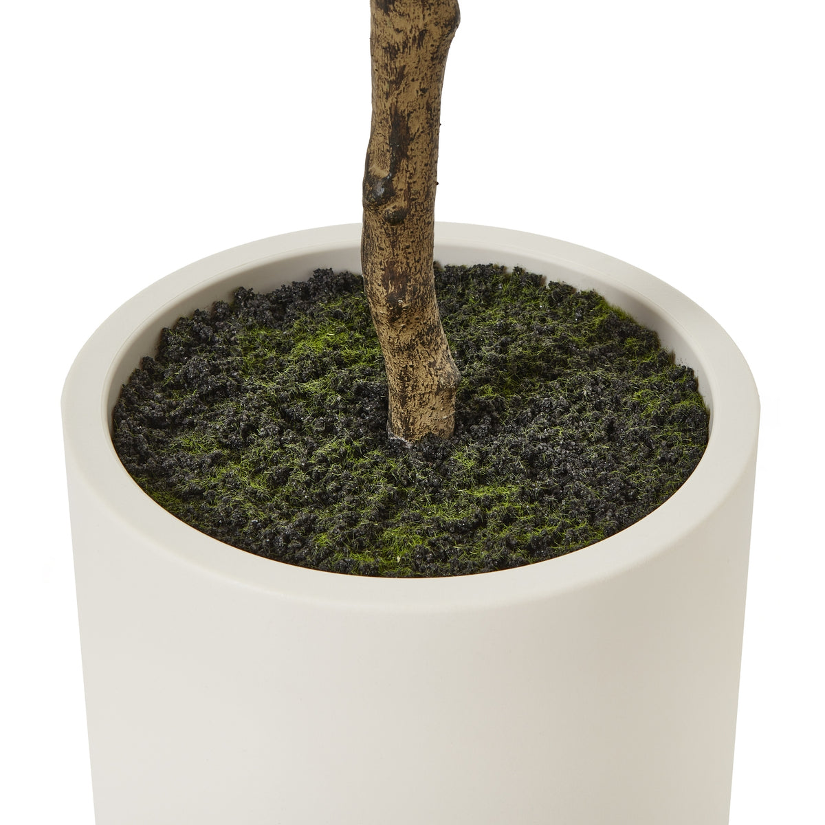 Apulia Olive Tree In White Pot 180Cm by Hill Interiors - image 4