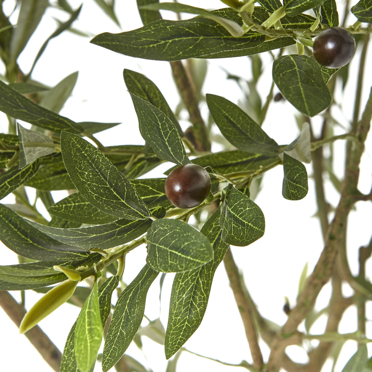 Apulia Olive Tree In White Pot 240Cm by Hill Interiors - image 2