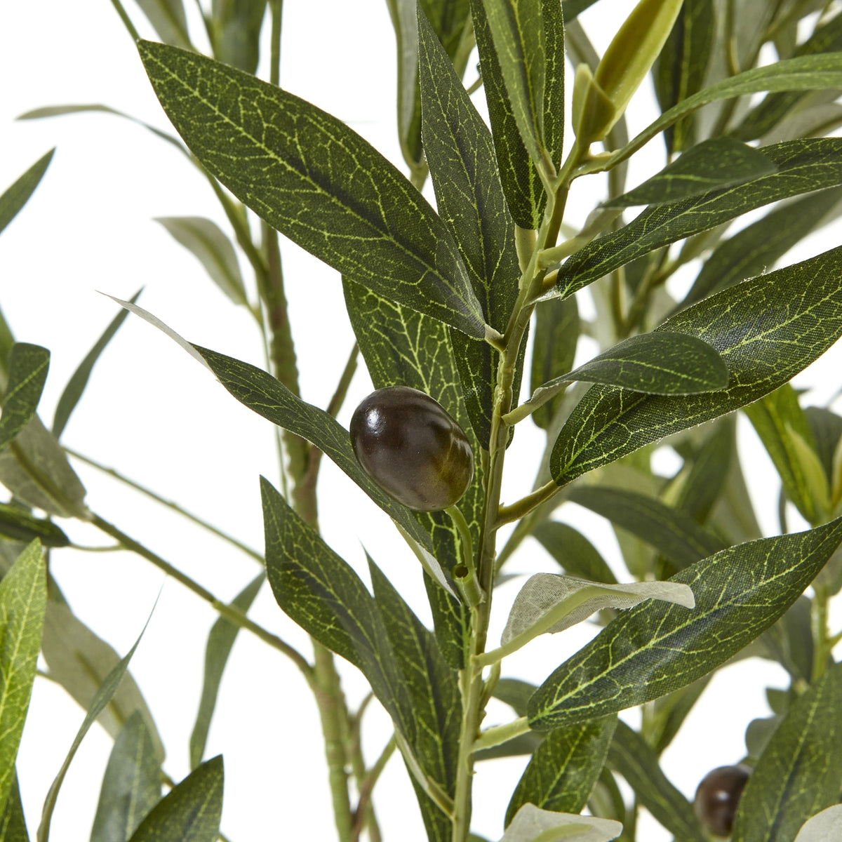 Apulia Olive Tree In White Pot 150Cm by Hill Interiors - image 2