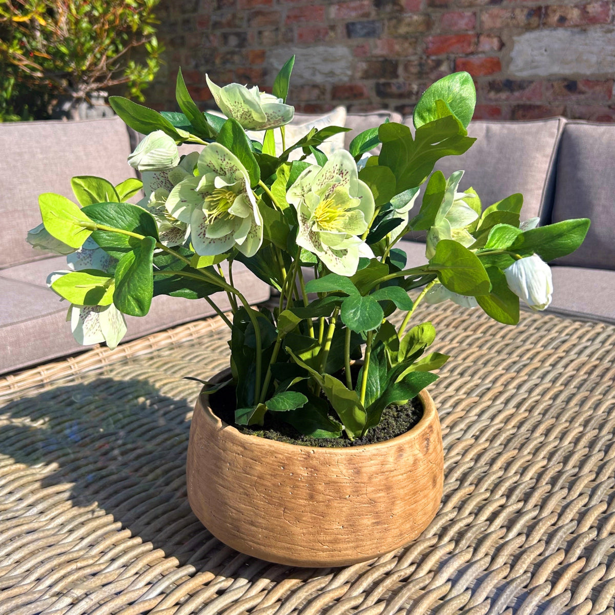 Green Hellebore Plant In Taupe Pot by Hill Interiors - image 2
