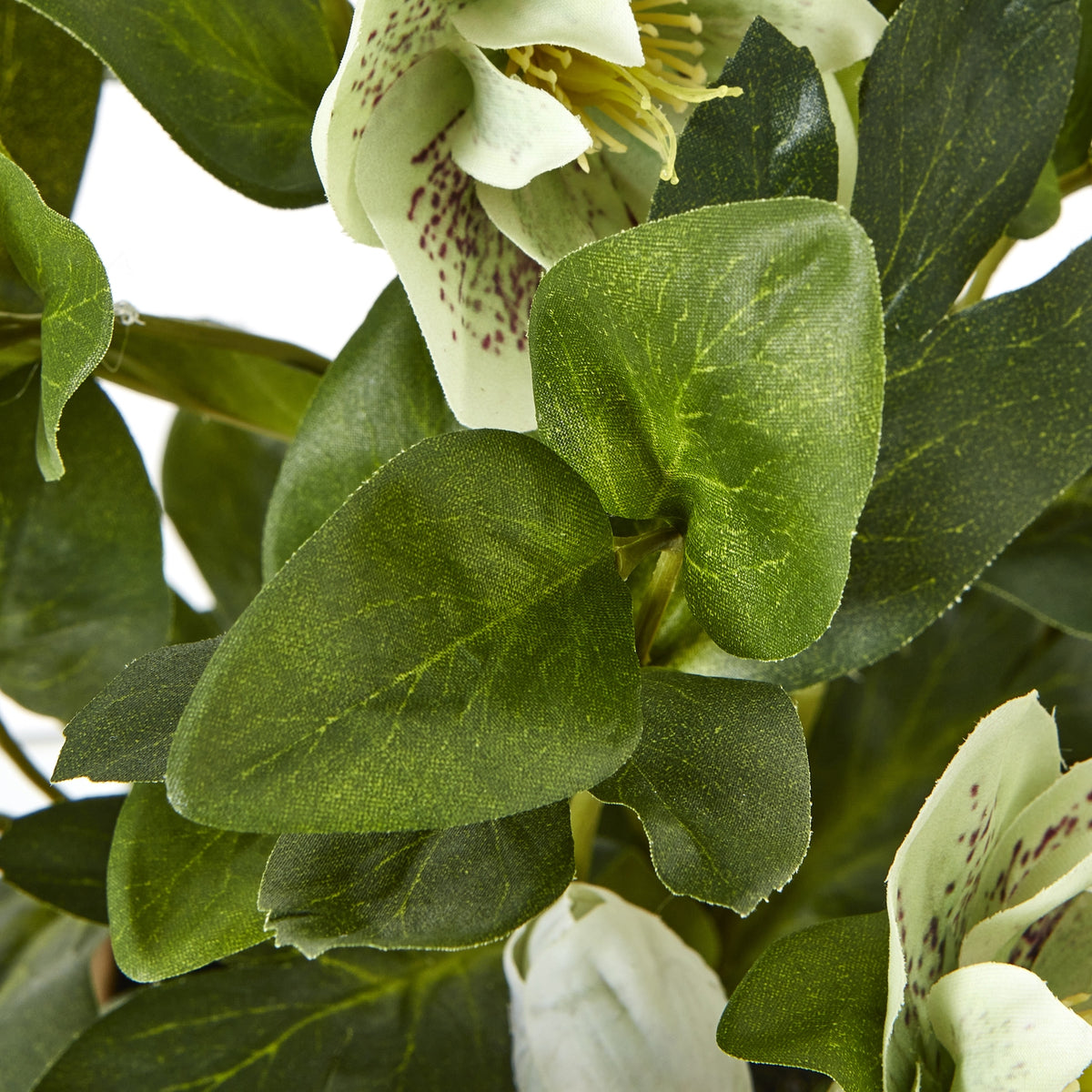 Green Hellebore Plant In Taupe Pot by Hill Interiors - image 3