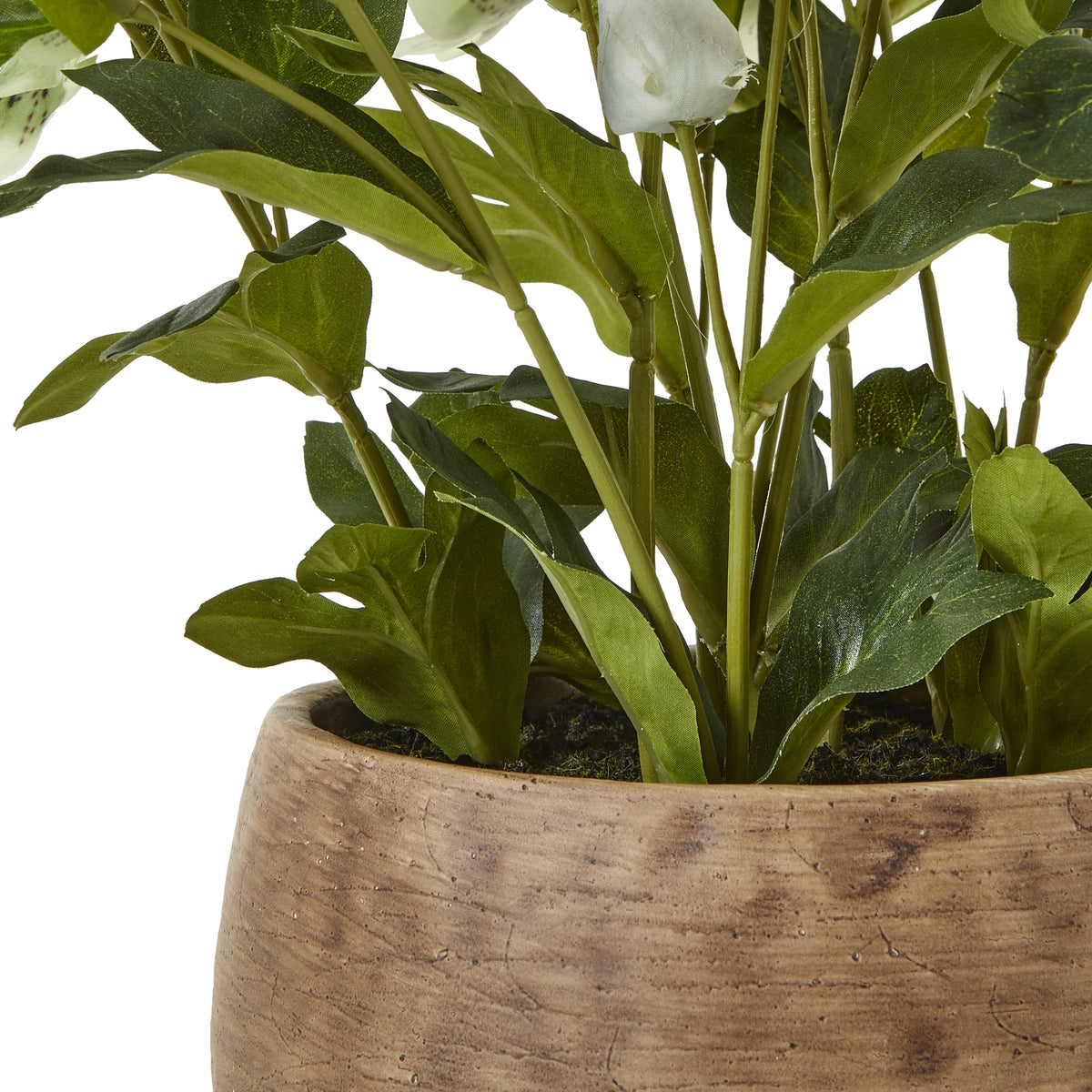 Green Hellebore Plant In Taupe Pot by Hill Interiors - image 4