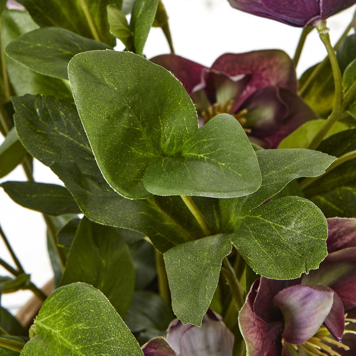Deep Plum Hellebore Plant In Taupe Pot by Hill Interiors - image 3