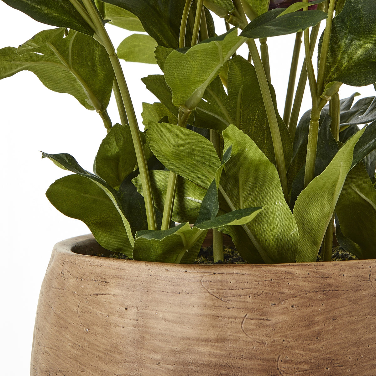 Deep Plum Hellebore Plant In Taupe Pot by Hill Interiors - image 4