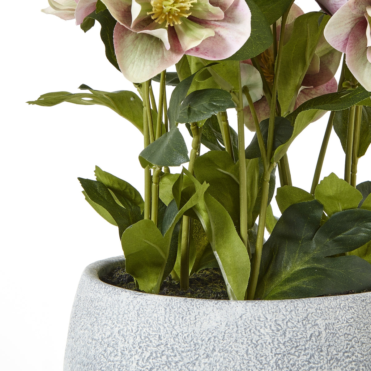 Variegated Pink Hellebore Plant In Grey Pot by Hill Interiors - image 4