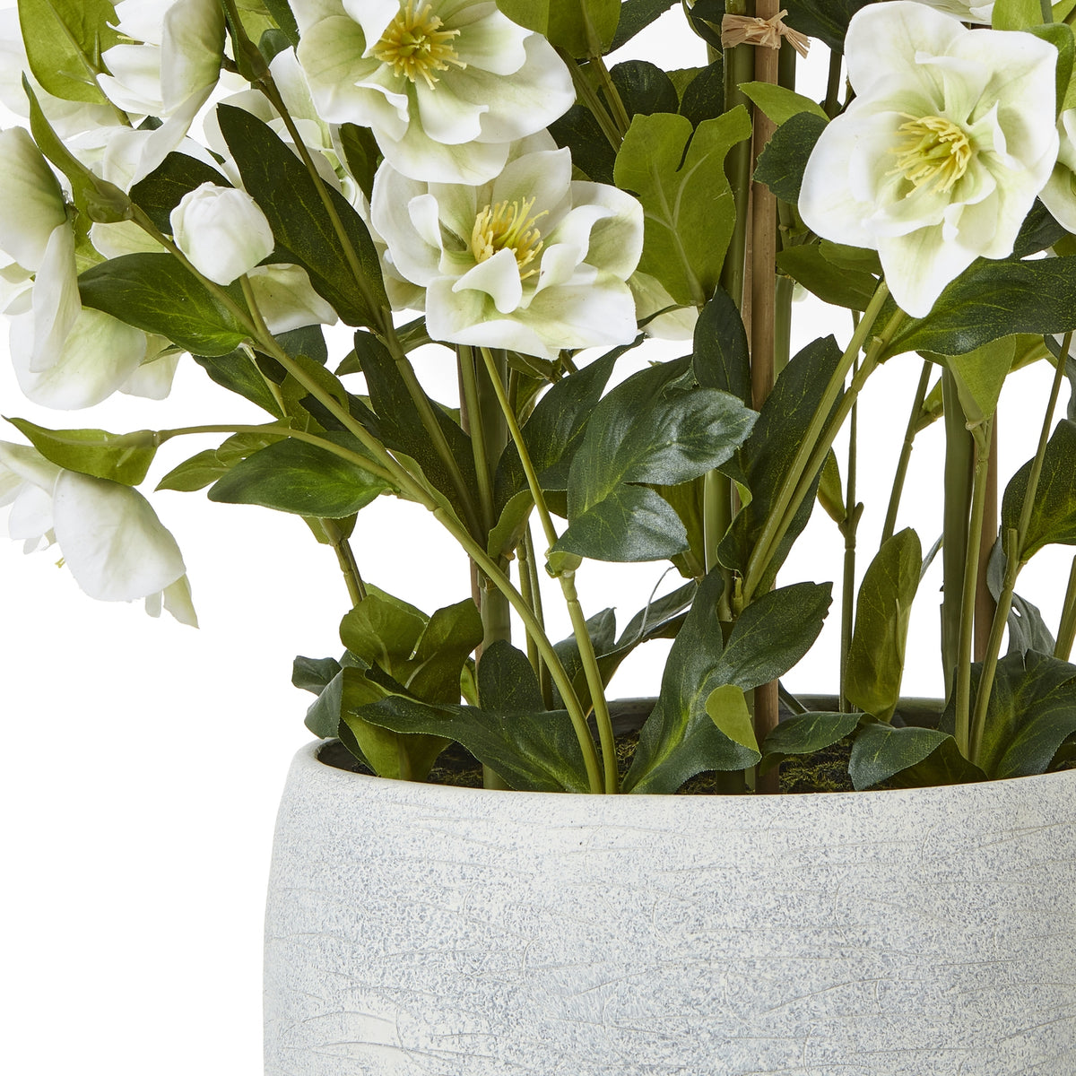 Large White Hellebore In Grey Pot by Hill Interiors - image 4
