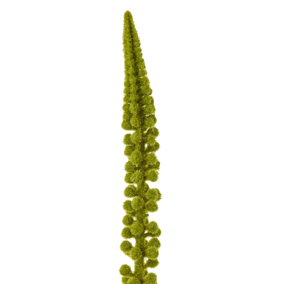 Green Eremurus Stem by Hill Interiors - image 2
