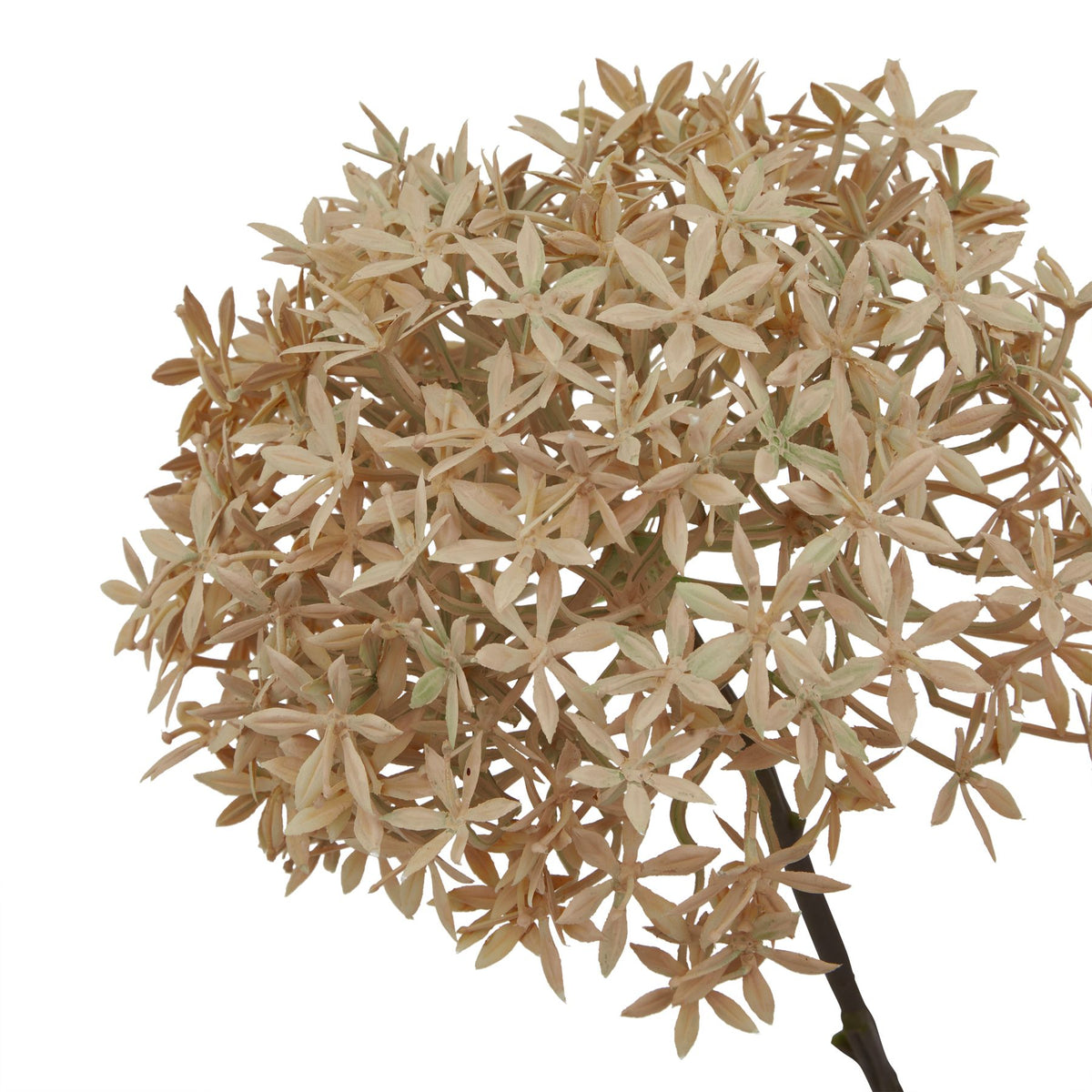 Coffee Allium by Hill Interiors - image 2