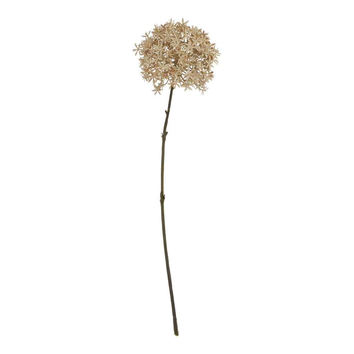 Coffee Allium by Hill Interiors
