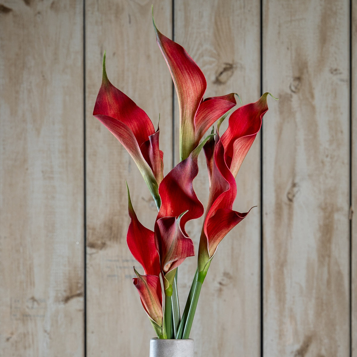 Fireball Calla Lily by Hill Interiors