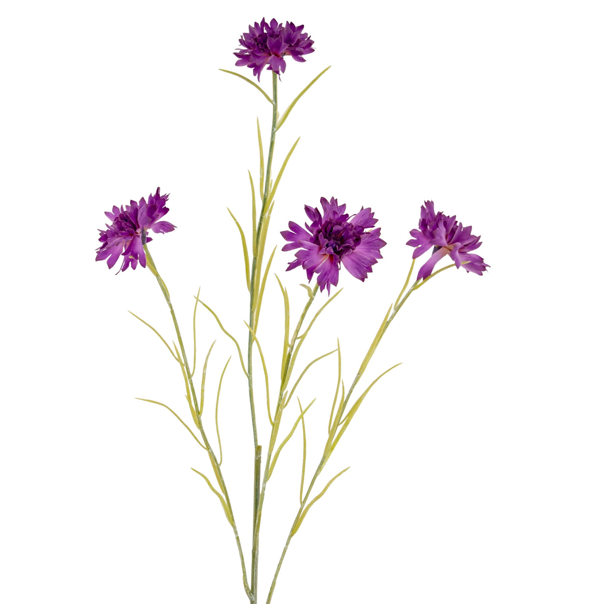 Purple Cornflower Stem by SEDERVA