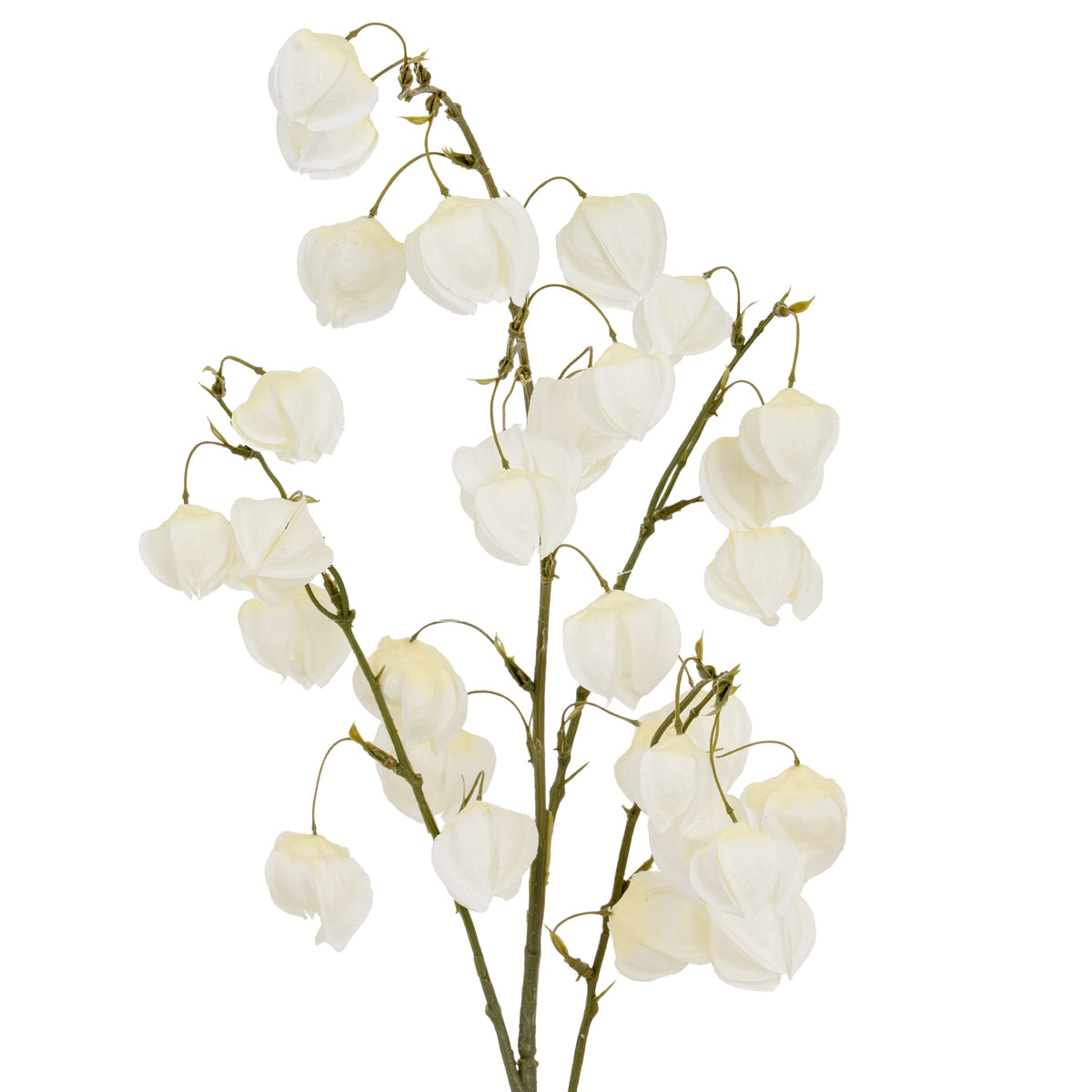 White Physalis Spray by SEDERVA