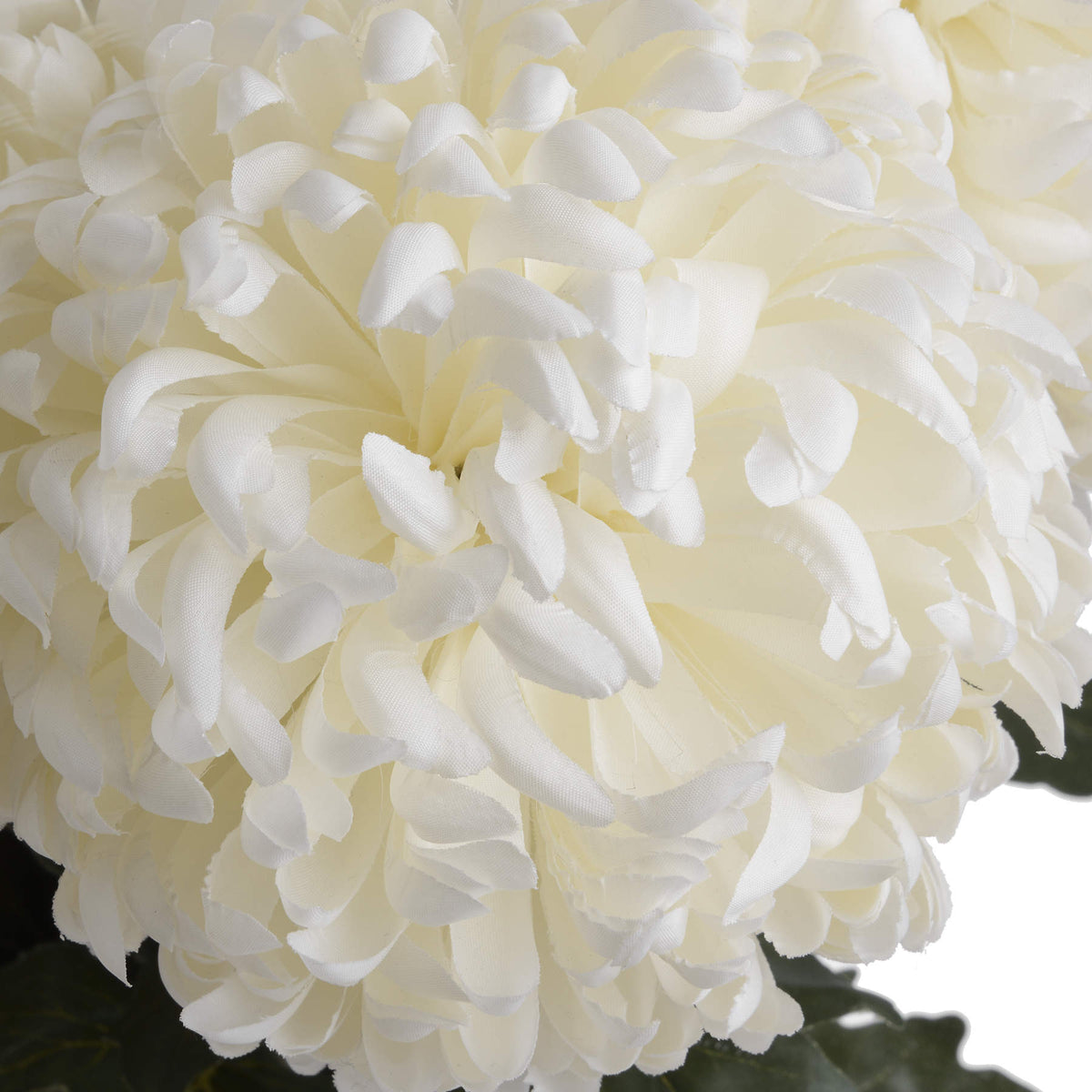 Large White Chrysanthemum by Hill Interiors - image 5