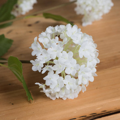 Viburnum Opulus by Hill Interiors - image 3