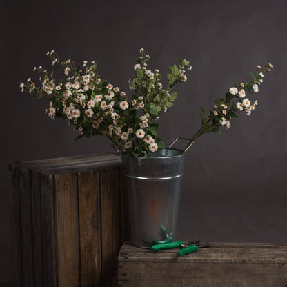 Cream Wild Meadow Rose by Hill Interiors