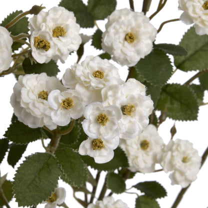 White Wild Meadow Rose by Hill Interiors - image 5