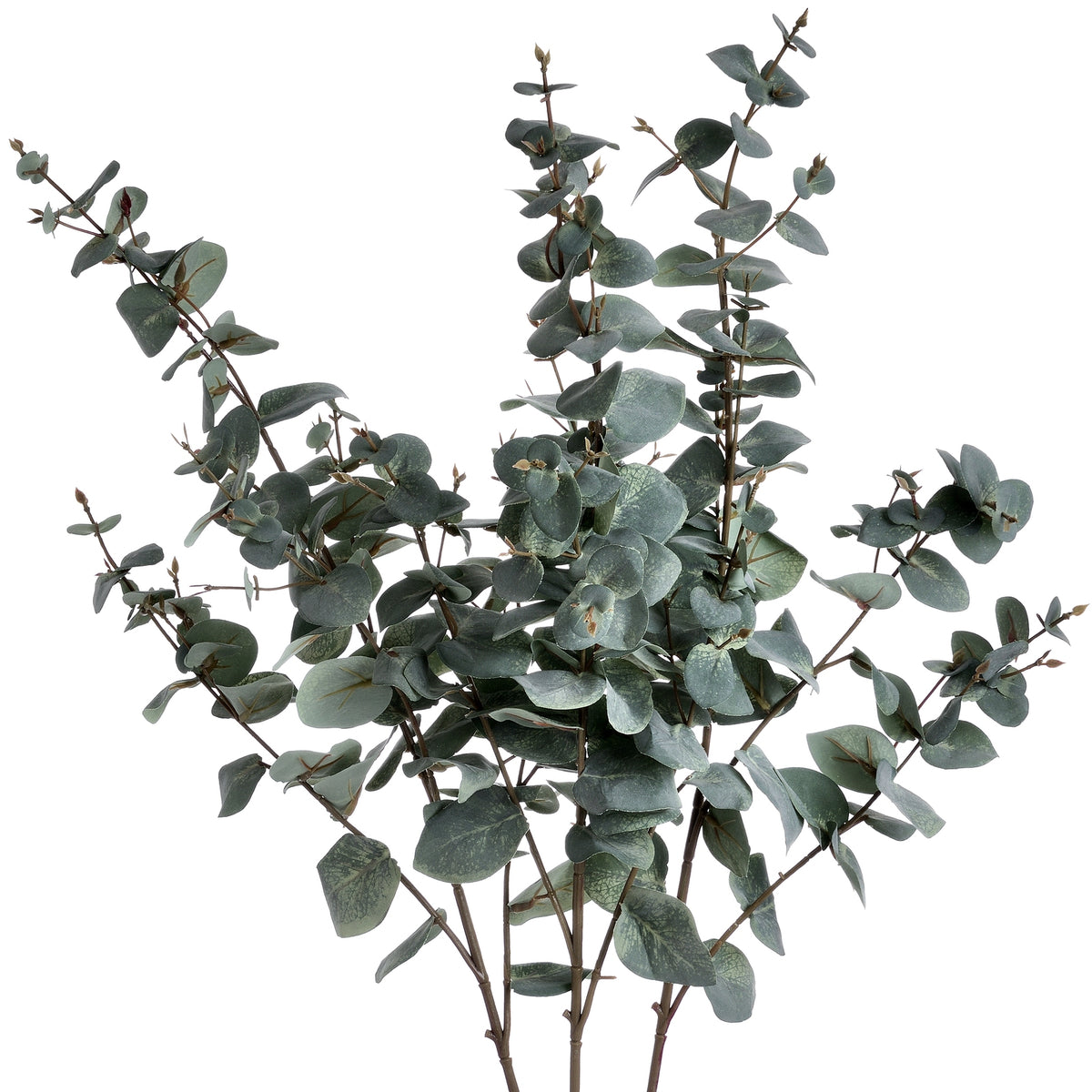 Variegated Eucalyptus by Hill Interiors - image 4
