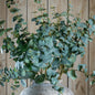Variegated Eucalyptus by Hill Interiors