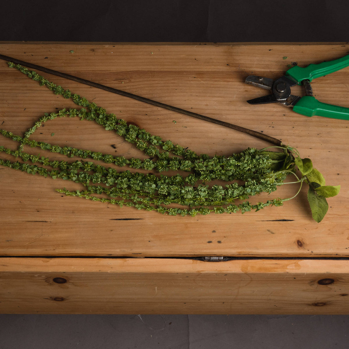 Green Amaranthus by Hill Interiors - image 2