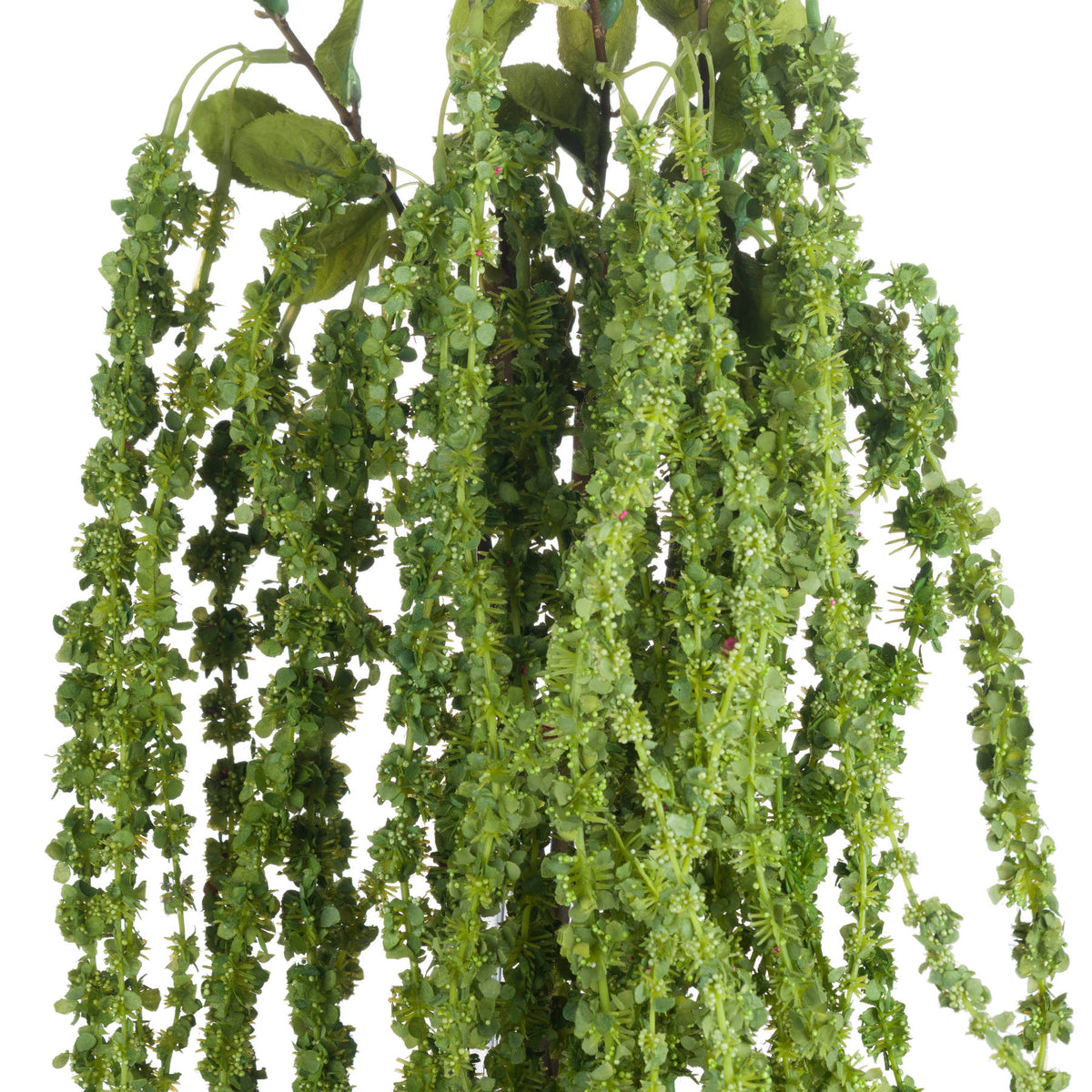 Green Amaranthus by Hill Interiors - image 5