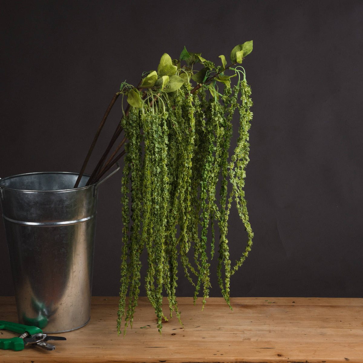 Green Amaranthus by Hill Interiors