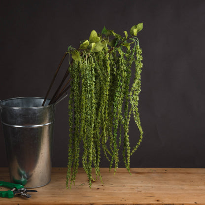 Green Amaranthus by Hill Interiors