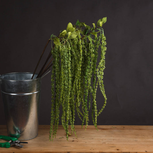 Green Amaranthus by Hill Interiors