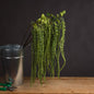 Green Amaranthus by Hill Interiors