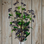 Viburnum Berry by Hill Interiors
